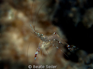 Shrimp , found in an overhang on 100 feet , taken with Ca... by Beate Seiler 